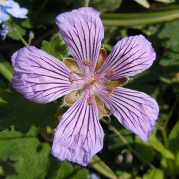 geranium