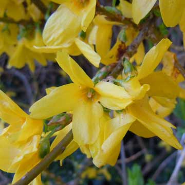 forsythia