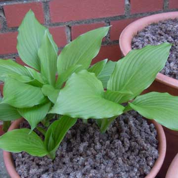 hosta