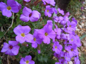 aubretia