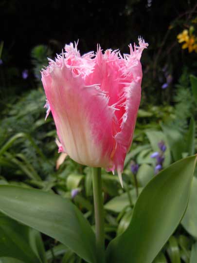 tulip