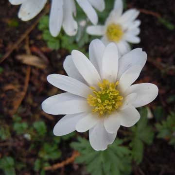 anemone
