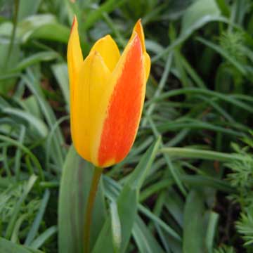 tulip