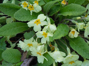 primrose