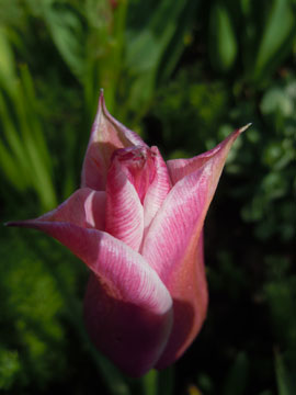 tulip