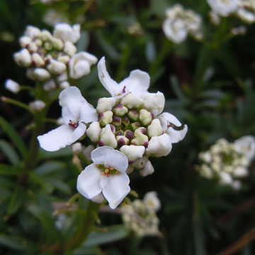 white shrub
