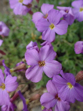 aubretia