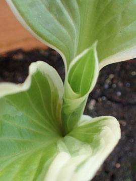 hosta