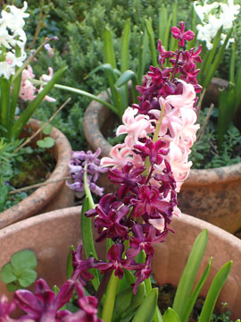hyacinth