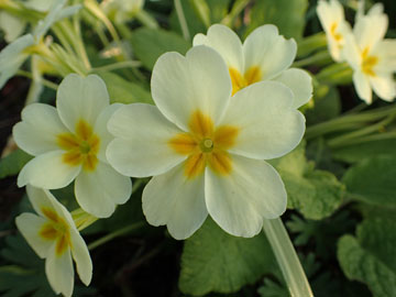 primula