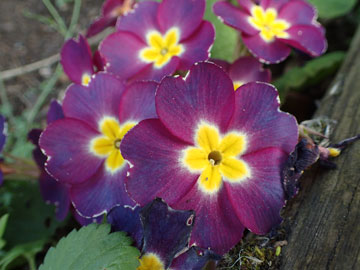 primula