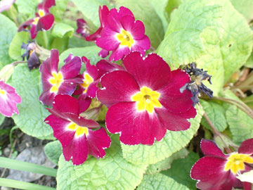 primula