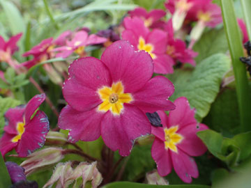 primula