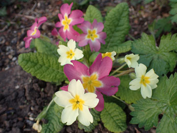 primula