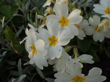 primula