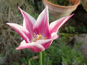 tulip