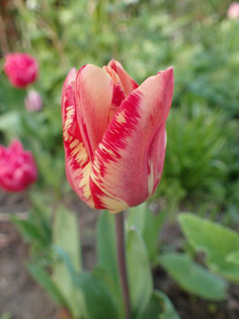 tulip