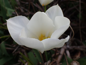 tulip