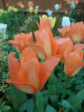 tulips