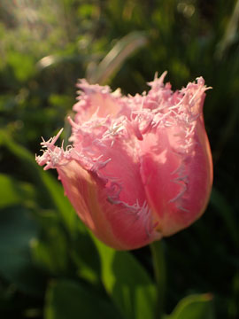 tulip