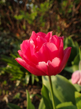 tulip