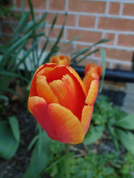 tulip