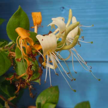 honeysuckle