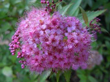 spiraea