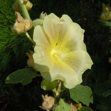 hollyhock