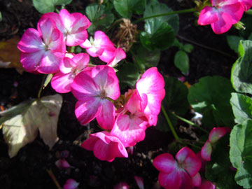 pelargonium