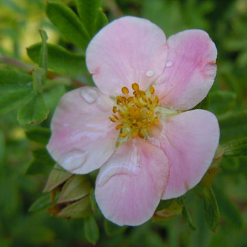 potentilla