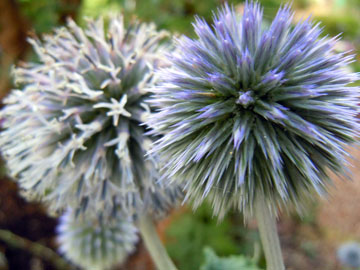 thistle
