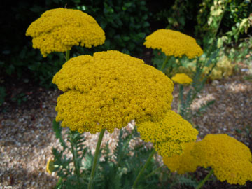 yarrow