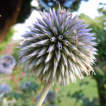 echinops
