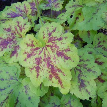 heuchera