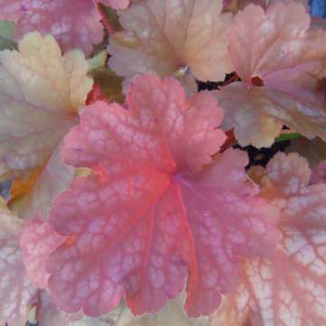 heuchera