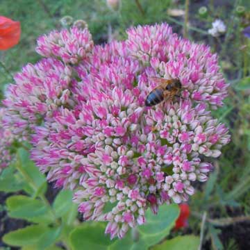 sedum