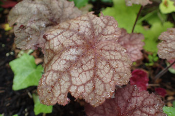 heuchera