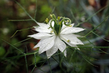nigella