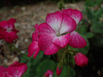 pelargonium