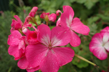 pelargonium
