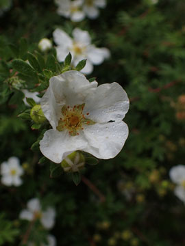 potentilla