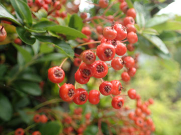 pyracantha