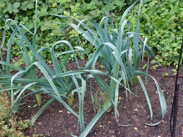 leeks