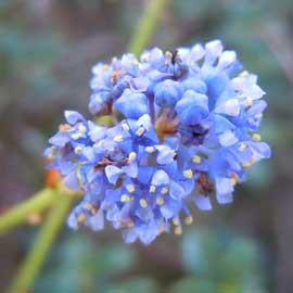 ceanothus