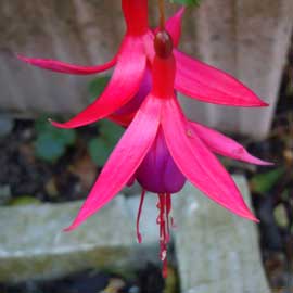 fuchsia