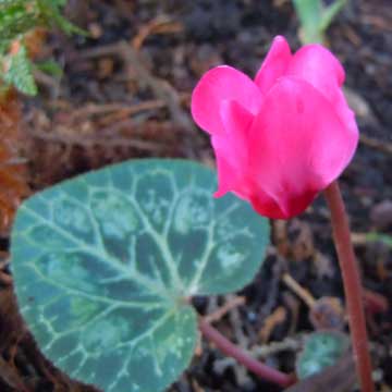 cyclamen