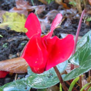 cyclamen
