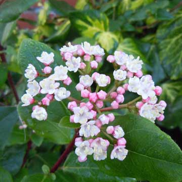 viburnum
