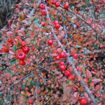 berries